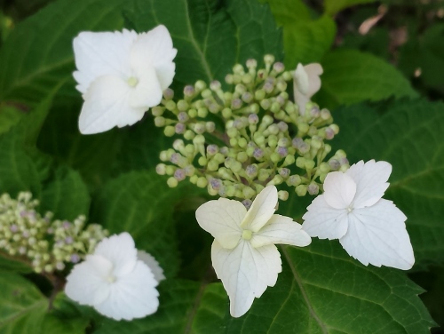 20150620_093414 (500x376).jpg