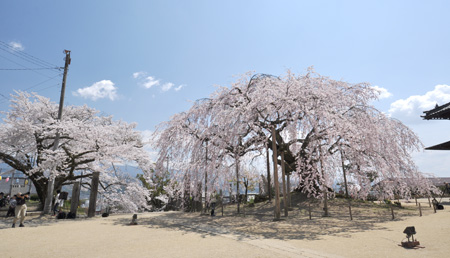舞台桜４