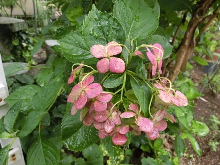 白い紫陽花
