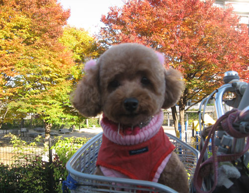 こころ紅葉