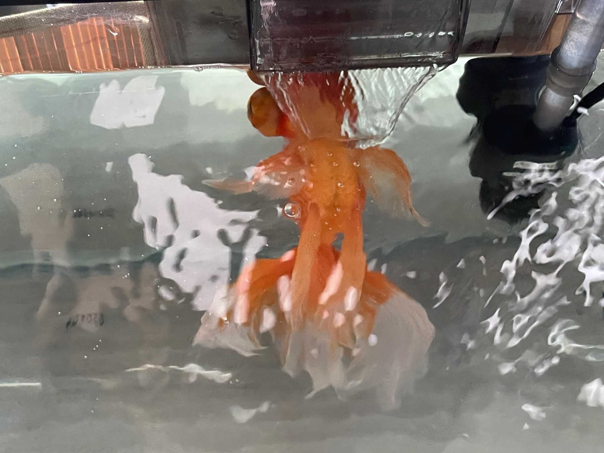 金魚 病気 暑さで転覆 お腹が水面から出ないよう対策 春夏秋冬 楽天ブログ