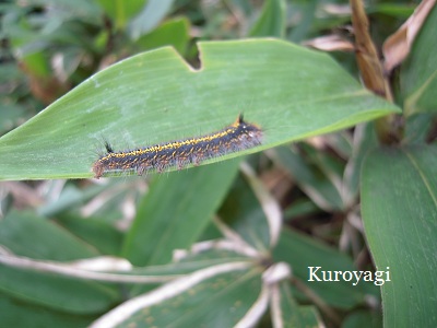 色鮮やかな毛虫。。