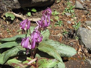 IMG_1926 s.jpg