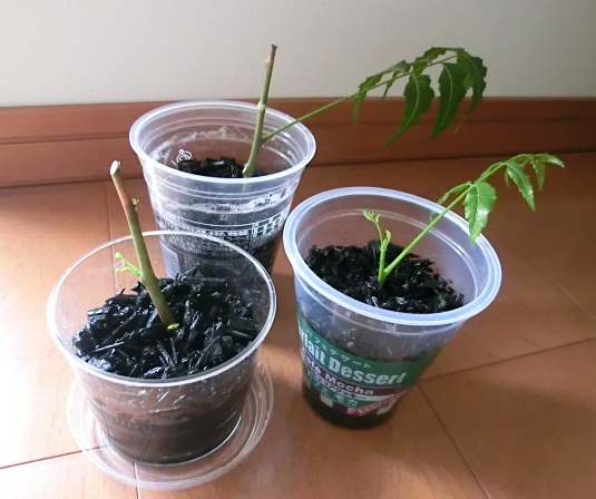 ニームの木の挿木(10月9日に炭に挿し木したもの) (2).JPG