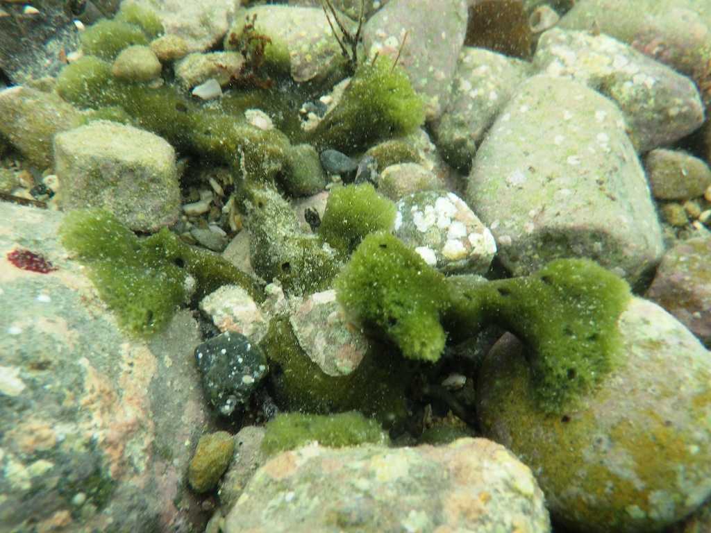 和歌山磯採集2022年8月中旬4　カイメンソウ（Ceratodictyon spongiosum）