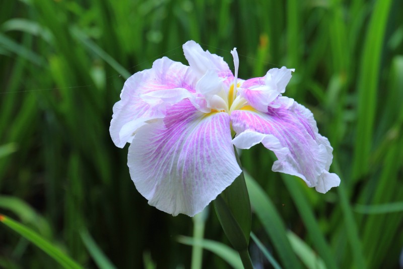 菖蒲色々_005.jpg