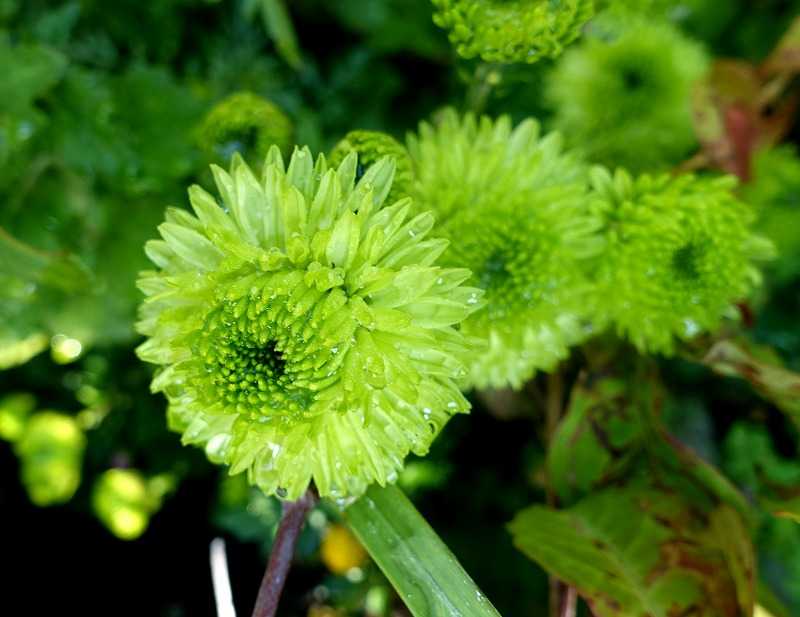 11月8日 今日の一花 スプレーマム グリーンマム Gazengamaのブログ 散歩中に出合った花と趣味の陶芸作品 楽天ブログ