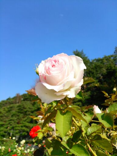rblog-20141216195636-00.jpg