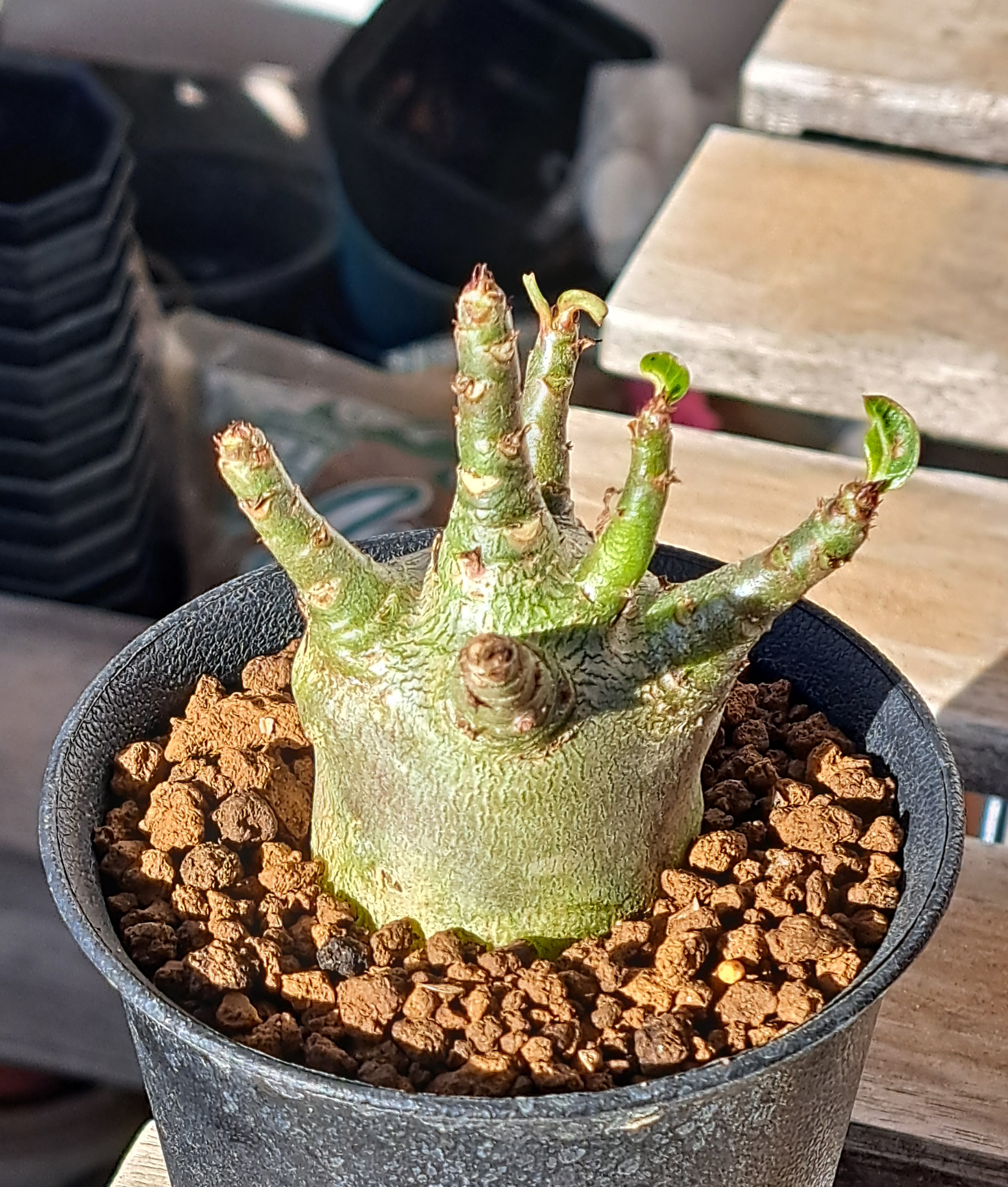 アラビカムの性質がよく分からん… | デルオの多肉日記 - 楽天ブログ