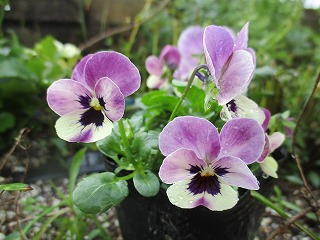 IMG_3203ss.jpg