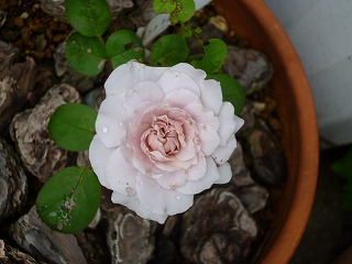 P1200438ss.jpg