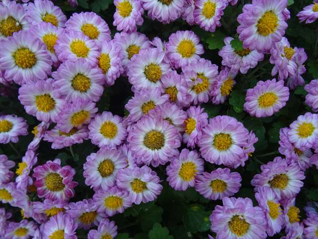 DSC06556_R.JPG