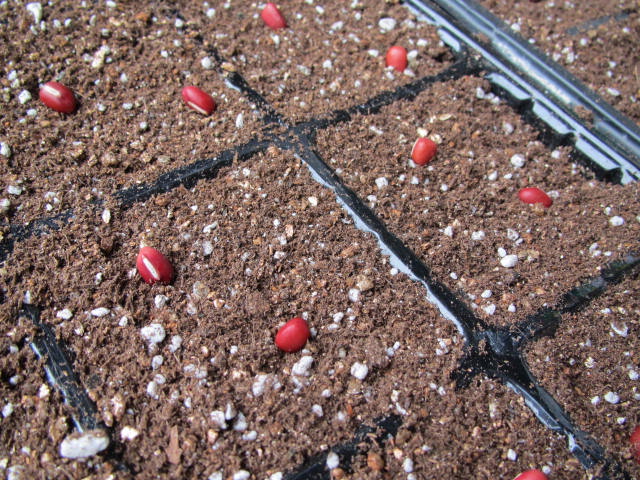 小豆の種まき（2016）