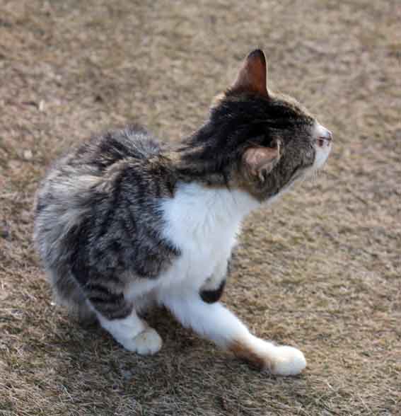 我が家のニャンコ♪2013/12/31-3