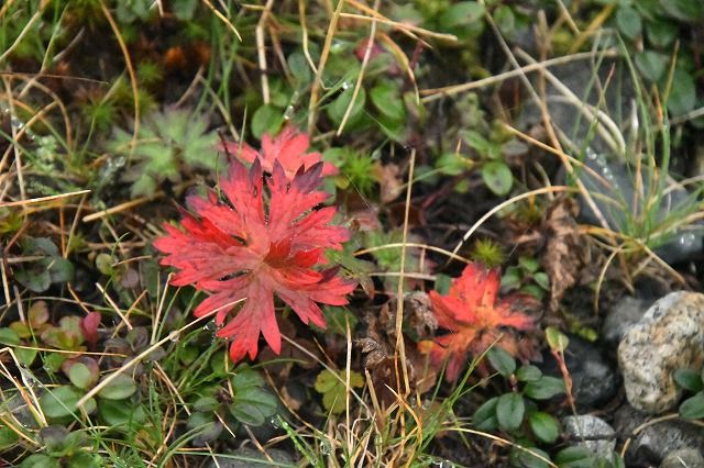 雨の美ヶ原高原4 咲き残りの花 Himekyonの部屋 楽天ブログ