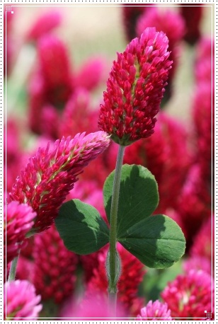 能美市石子町-8 クリムソンクローバー-2 13.5.18