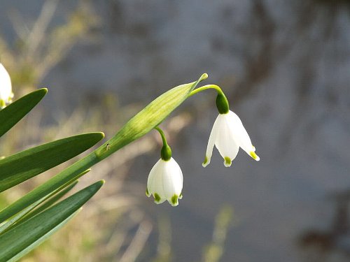 3-17 snowdrop-32-b.jpg