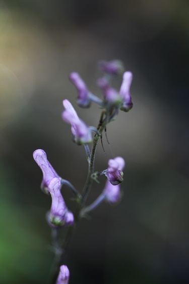 IMG_4061.JPG