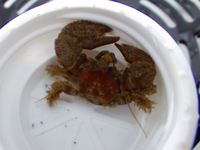 和歌山磯採集2015年8月上旬11　コブカニダマシ（Pachycheles stevensii）