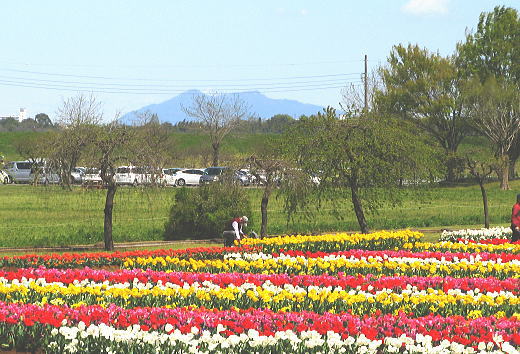 チューリップの奥に筑波山