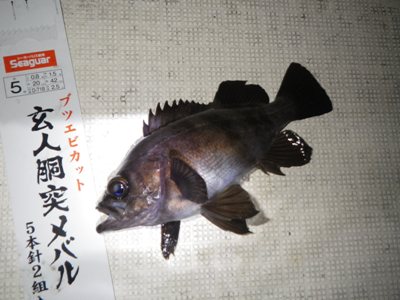 IMGP5553.JPG