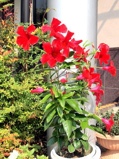 mandevilla