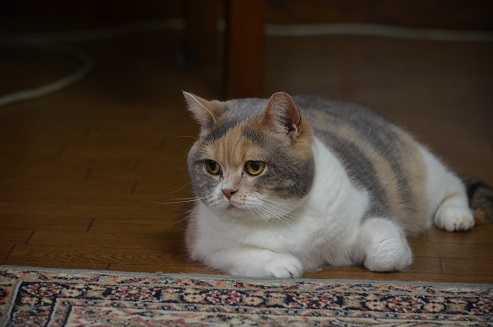 komatai.2013.5.17 004.jpg