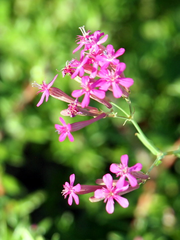 ムシトリナデシコの花