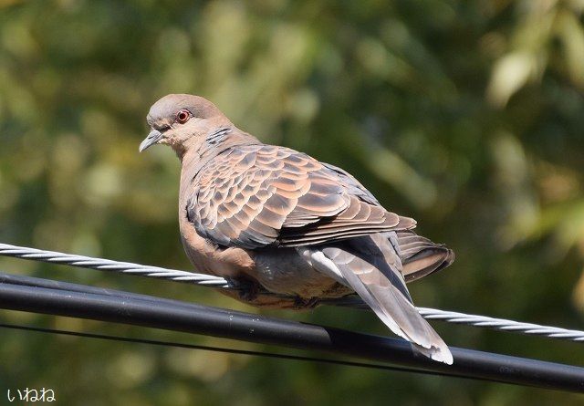 ドバト（土鳩）＿スマートで格好いい、イケメンの鳩です。 | いねねの趣味三昧（昆虫・野鳥・古寺巡り・読書・木工・語学など） - 楽天ブログ