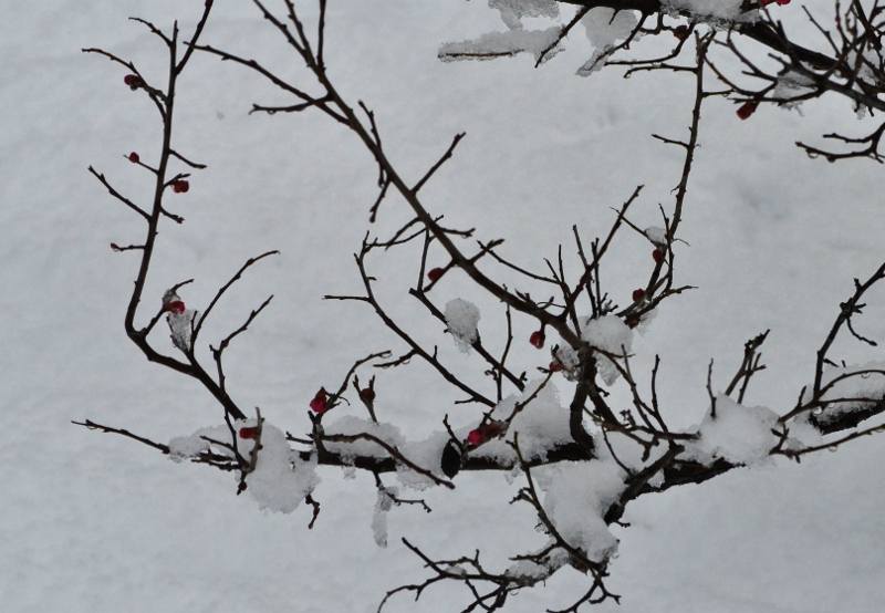 Ｃ・紅梅に雪2 .jpg