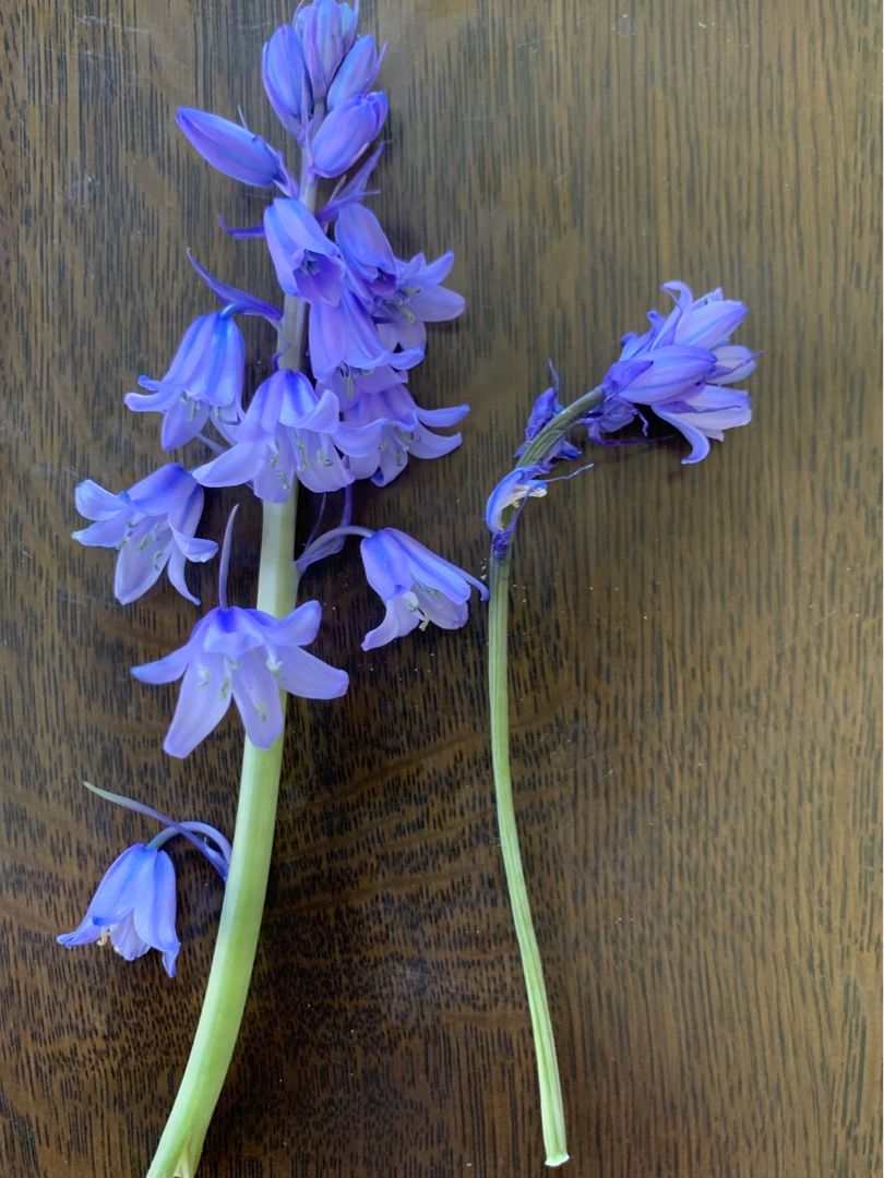 シラー 撮影してたら 折れてるシラーに気づき 慌てて家に戻って生けました Music Land 私の庭の花たち 楽天ブログ