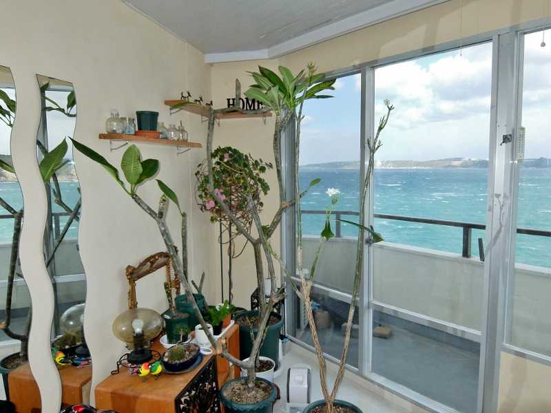 プルメリア プディカ 瀕死 冬 枯れ 葉 寒