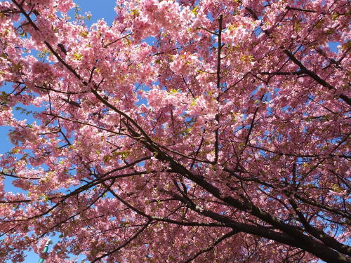 多摩川土手の河津桜