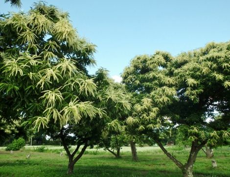 初夏の栗林付近はモワ ッと漂ってくる匂いを苦手な方も多いのでは おかしな仕事 楽天ブログ