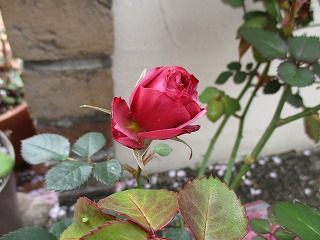 IMG_1238ss.jpg