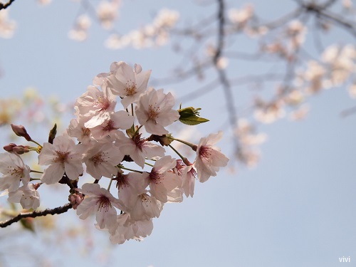 2014　桜　さくら　花見　お花見　写真　画像　