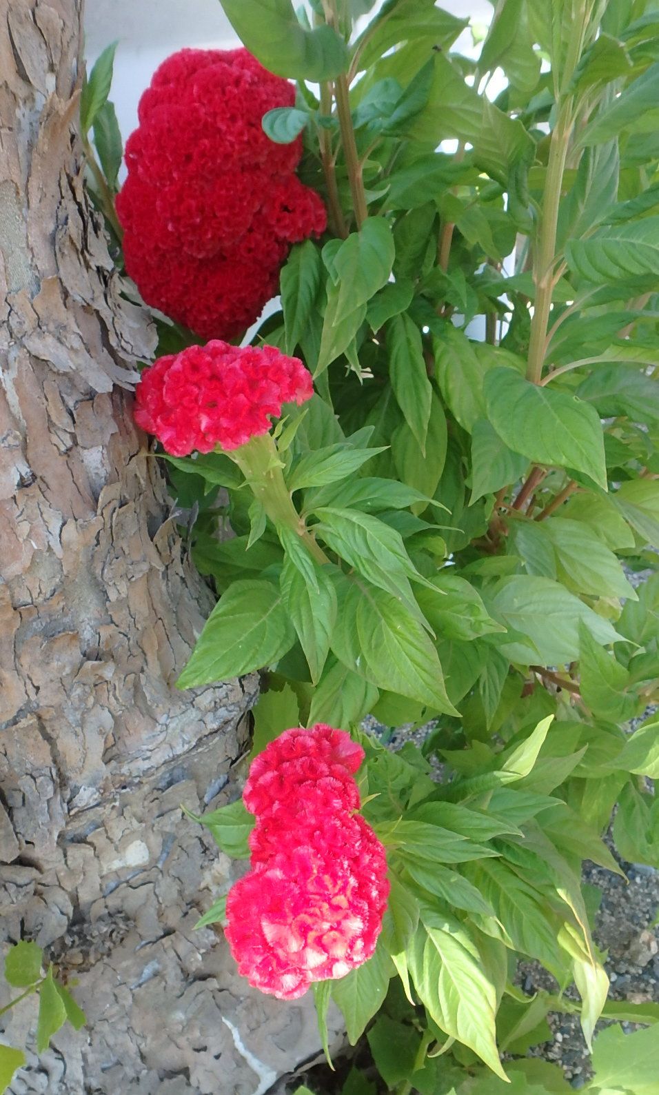 久留米鶏頭 千日紅 旭川土手 の花ほか 楽天版じぶん更新日記 楽天ブログ