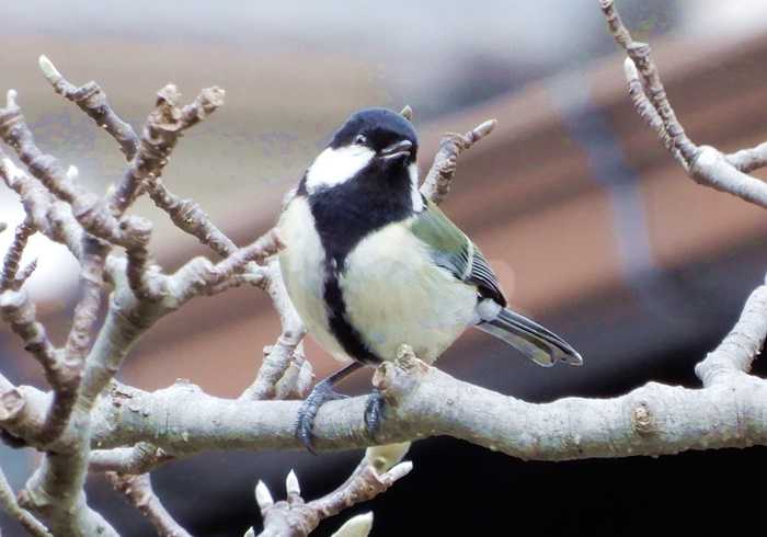 シジュウカラ22