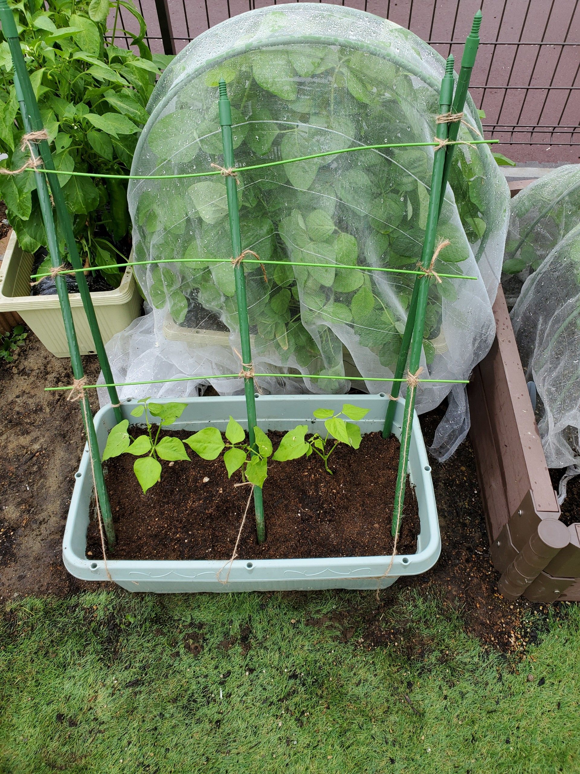 つるなしいんげんの支柱と枝豆は赤ちゃんが出てきたよ ゆるふわgarden お野菜とお花たちと日々の出来事 楽天ブログ