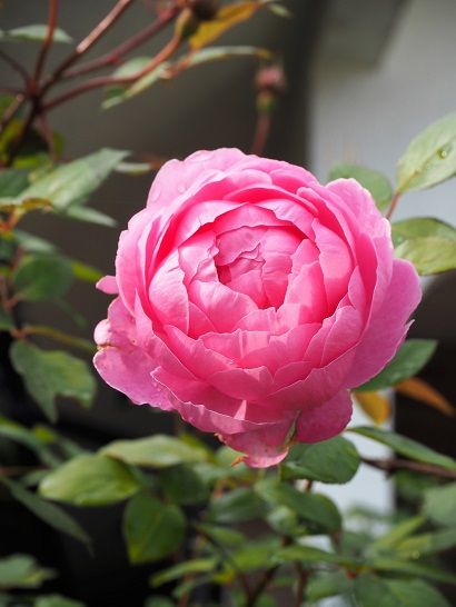 センチメンタルな秋の終わりの薔薇たち ピーチヒルの薔薇日記 楽天ブログ