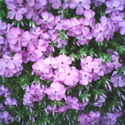 芝桜1
