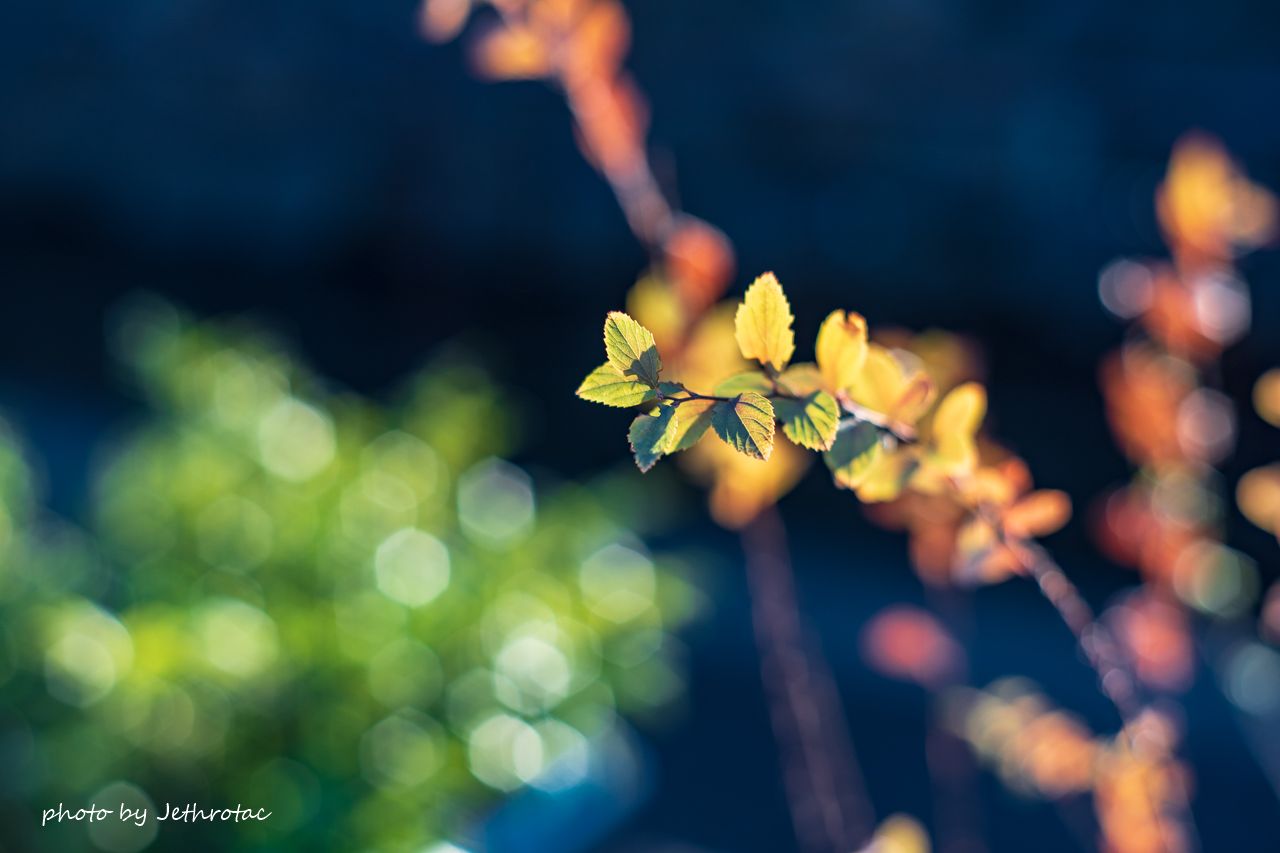 虹のサークル・ゴースト：Super-Takumar | ♡ With My Cobby - 楽天ブログ