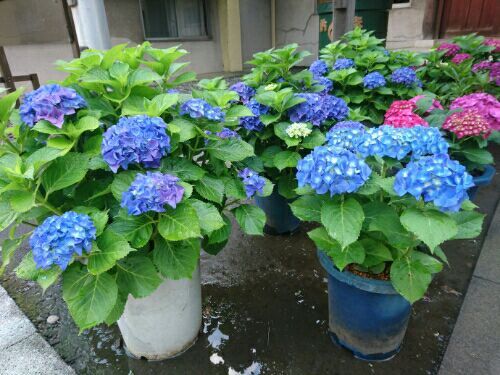 rblog-20180620000906-04.jpg