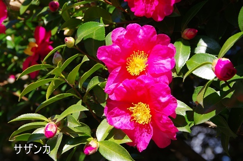 浜離宮恩賜庭園