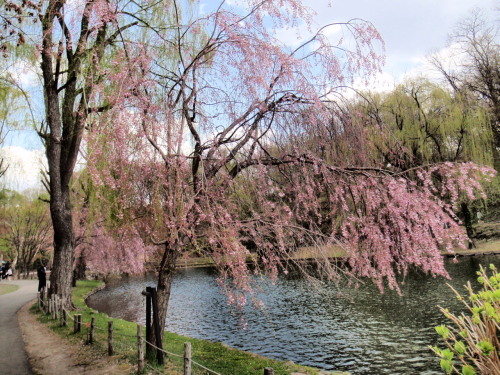 月寒公園2.jpg
