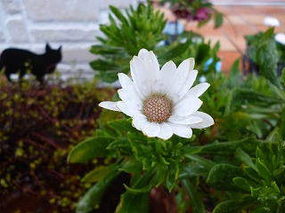 P1310885ss.jpg