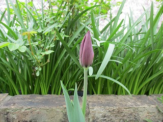 IMG_8890ss.jpg
