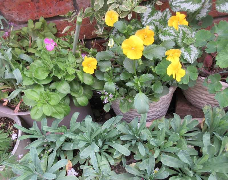 ツルコザクラではなくシレネピンクパンサーと狭い庭の入れ替え 狭い庭を花いっぱいにする育て方 楽天ブログ