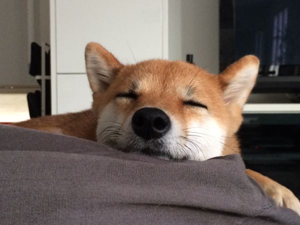 幸せな寝顔 豆柴まるはなの花マル日和 楽天ブログ