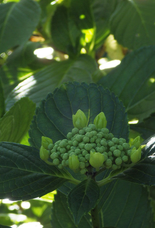 紫陽花4.jpg